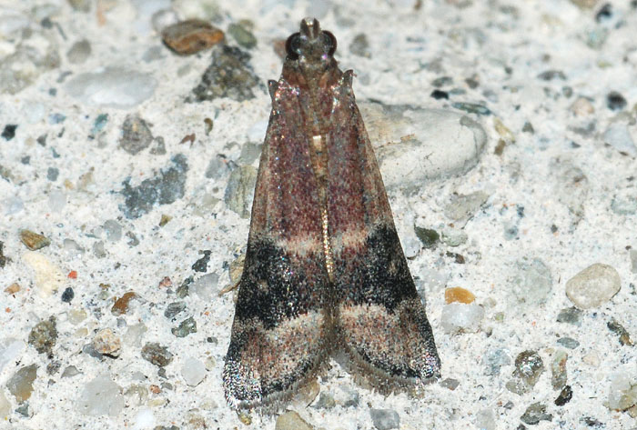 Pyralidae 11